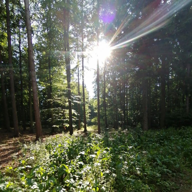Sonnenlicht fällt durch die Bäume auf einen grünen Waldboden